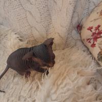 Livorno Toscana Canadian Sphynx