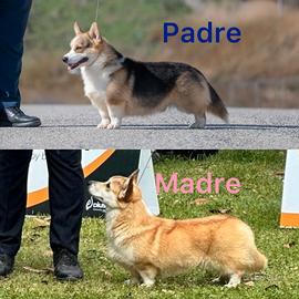 Cuccioli di Corgi
