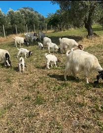 Capretti Maltese
