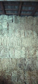 Fieno per cavalli