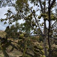 noci pecan