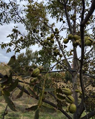 noci pecan