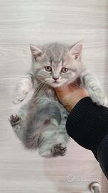 Ultima cucciola di gatto British straih
