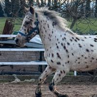 Cavallo /pony/knabstrup