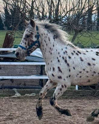 Cavallo /pony/knabstrup