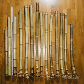 Bambù con radice per flauto giapponese  Shakuhachi