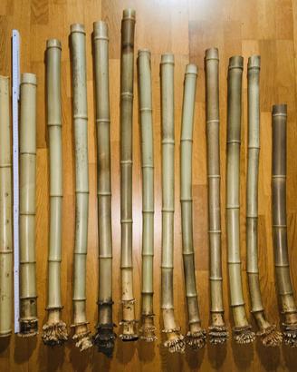 Bambù con radice per flauto giapponese  Shakuhachi