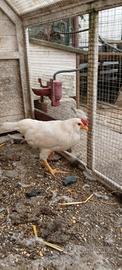 incrocio con Araucana 