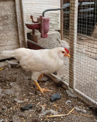 incrocio con Araucana 