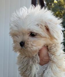 Maltese Toy