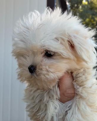 Maltese Toy