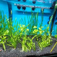 Piante acquario sane e rigogliose