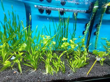 Piante acquario sane e rigogliose