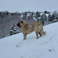 Pastore dell Anatolia pesi massimi