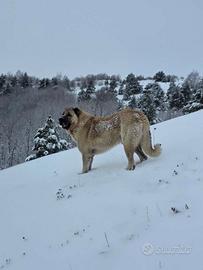 Pastore dell Anatolia pesi massimi
