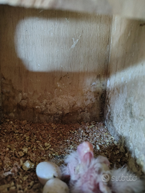 Pulli calopsite albino occhi rossi