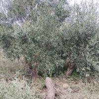 Olivi ornamentali di 30 - 40 anni 