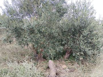 Olivi ornamentali di 30 - 40 anni 