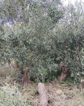 Olivi ornamentali di 30 - 40 anni 