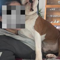 Amstaff di 6 anni