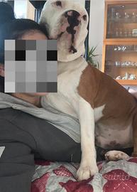 Amstaff di 6 anni
