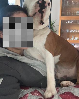 Amstaff di 6 anni