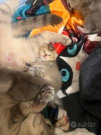 Gattini Scottish Straight