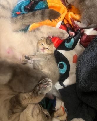 Gattini Scottish Straight