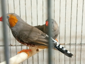 Diamantini mandarino