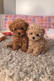 Barboncini mini toy rosso e albicocca disponibili