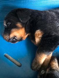 Hovawart cuccioli