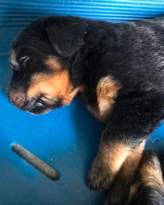 Hovawart cuccioli