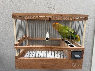 Inseparabile opalino verde