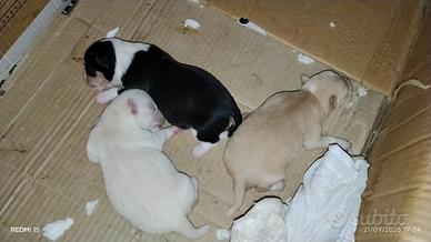 Cucciolo di chihuahua