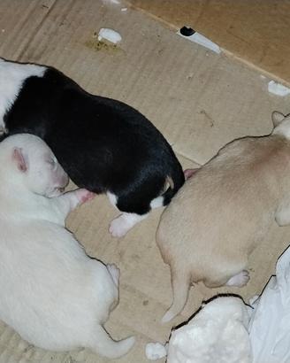 Cucciolo di chihuahua