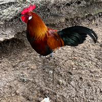 Gallo nano