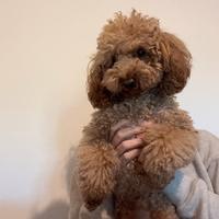 Tobia vuole la morosa