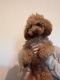 Tobia vuole la morosa