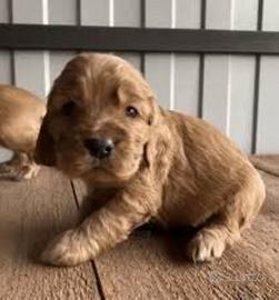 Cuccioli Cocker Spaniel stupendi