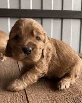 Cuccioli Cocker Spaniel stupendi