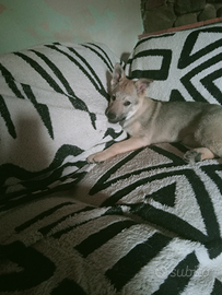 Cucciolo di lupo ceslovacco