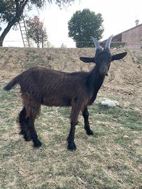 Capretto orobico