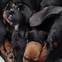 Chiweenie cuccioli