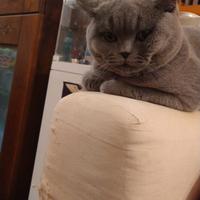 Accoppiamento British shorthair