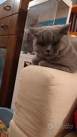 Accoppiamento British shorthair
