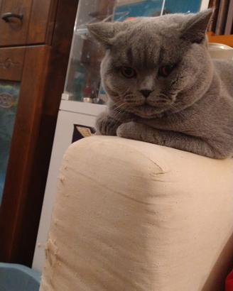 Accoppiamento British shorthair