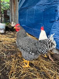 Disponibile gallo Amrok