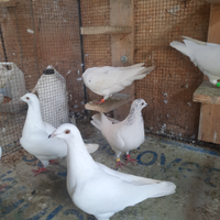 Piccioni viaggiatori