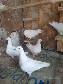 Piccioni viaggiatori