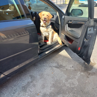 Labrador maschio